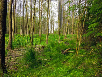 Serie White Cube: Swinemünde - Landschaft auf Usedom (poln.)