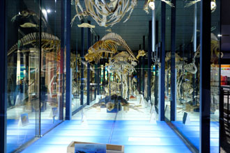 Gran Canaria: Museo Elder