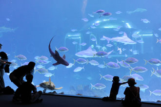 Gran Canaria: Poema del Mar (Aquarium)