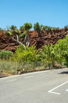 Teneriffa: Kanarischer Drachenbaum (Dracaena draco)