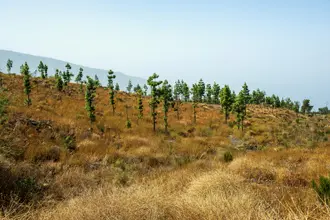 Teneriffa: Kanarische Kiefern