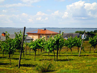 Usedom: nördlichster Weinberg Deutschlands - Loddin